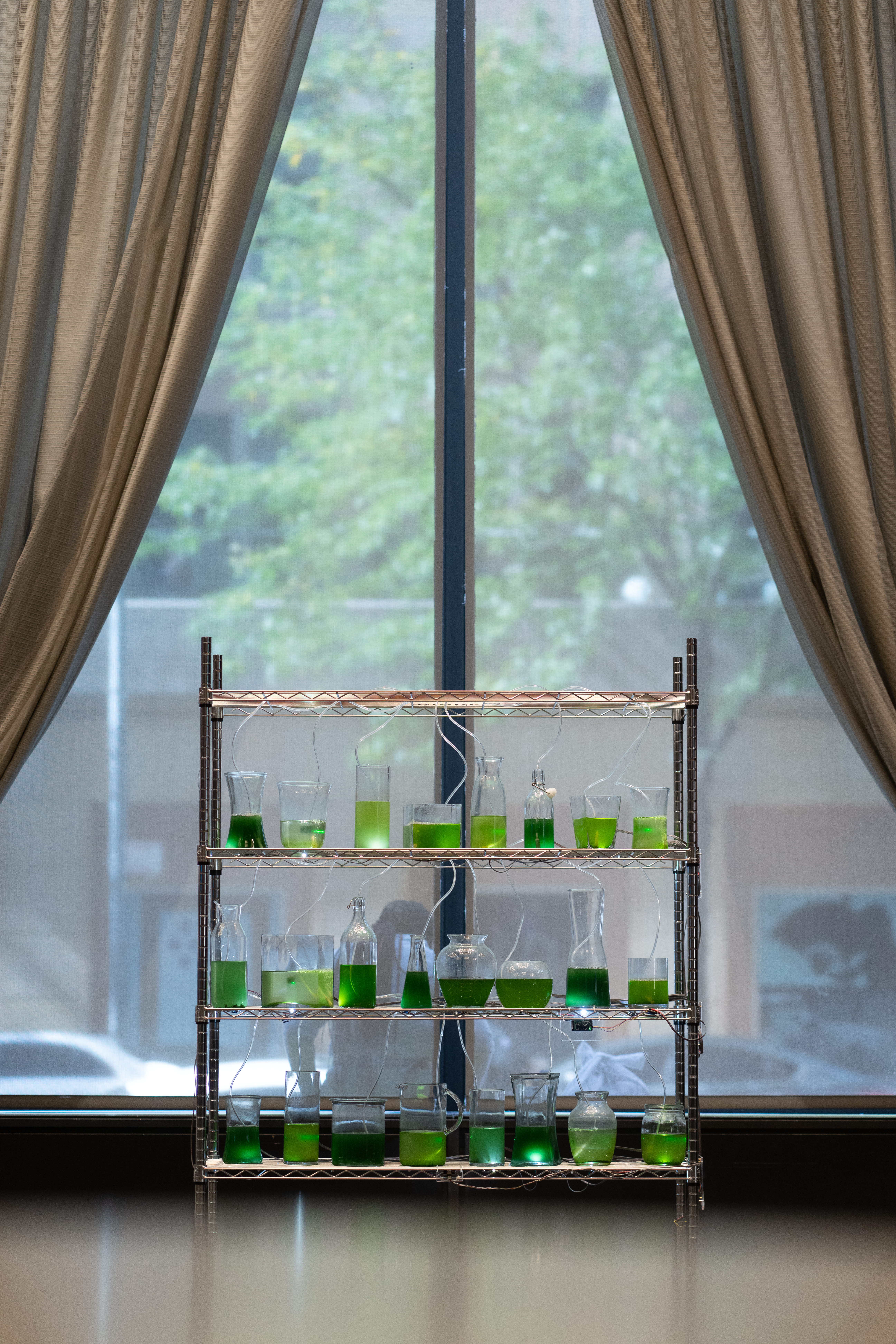 Detail image of green, algae-filled water in glass containers