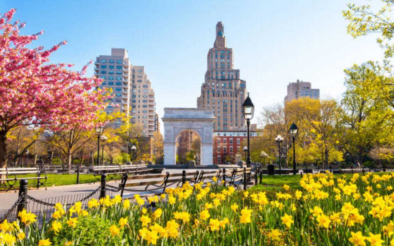 Washington Square Park Arch, seen amidst a Springtime scene of yellow daffodils in bloom.