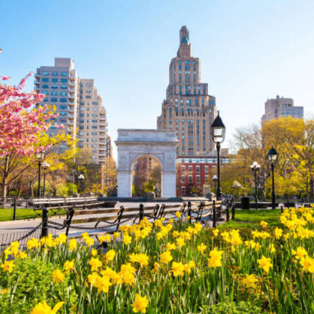 Washington Square Park Arch, seen amidst a Springtime scene of yellow daffodils in bloom.